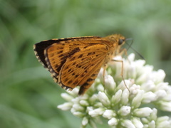 Ampittia virgata