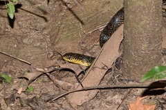 Lampropeltis holbrooki