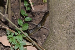 Lampropeltis holbrooki