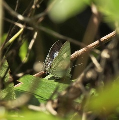 Hypolycaena phorbas