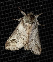 Antithemerastis acrobela