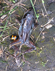 Nicrophorus defodiens