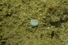 Astraeosmilia