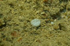 Astraeosmilia