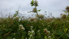 Alternanthera bettzickiana