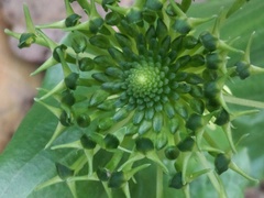 Malaxis brachyrrhynchos