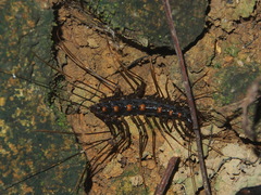 Thereuonema tuberculata