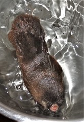 Amblysomus hottentotus