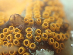 Botrylloides diegensis