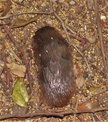 Amblysomus hottentotus