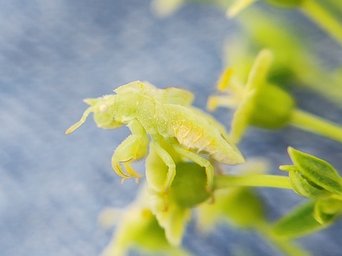 Jagged Ambush Bug