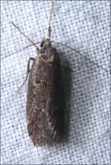 Ericrypsina chorodoxa