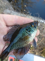 Centrarchus macropterus