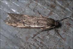 Philobota stella
