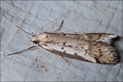 Philobota stella