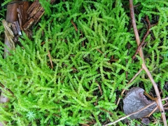 Acrocladium chlamydophyllum