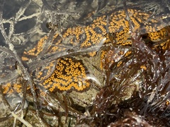 Botrylloides diegensis