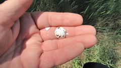 Phalaenoptilus nuttallii