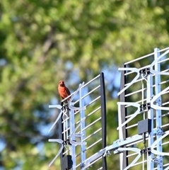 Cardinalis cardinalis