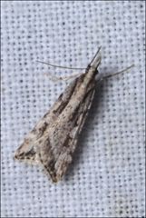 Scoparia ithyntis