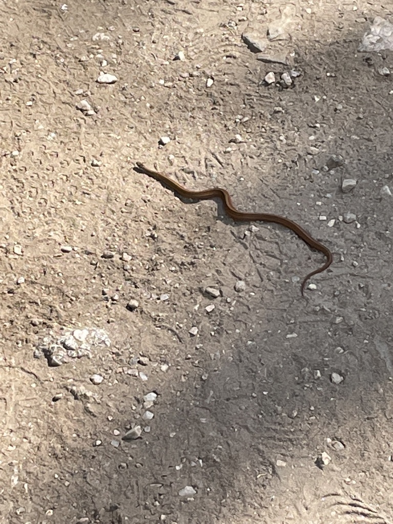 Black Hills Redbelly Snake