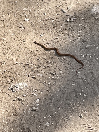 Black Hills Redbelly Snake