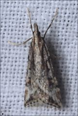 Scoparia ithyntis