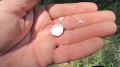 Phalaenoptilus nuttallii