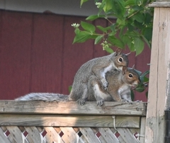 Sciurus carolinensis