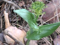 Malaxis brachyrrhynchos