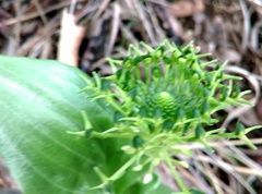 Malaxis brachyrrhynchos