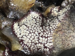 Botrylloides diegensis