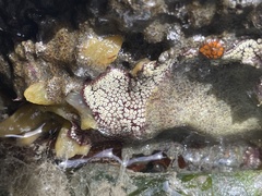 Botrylloides diegensis