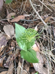 Malaxis brachyrrhynchos