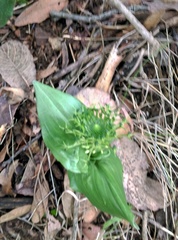 Malaxis brachyrrhynchos