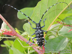 Anoplophora chinensis