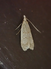 Dichomeris punctidiscellus