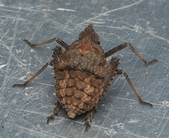 Orgerius