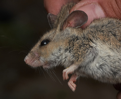 Peromyscus boylii