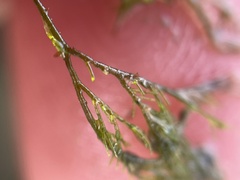 Bryopsis