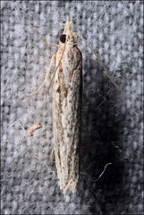 Holocola melanographa