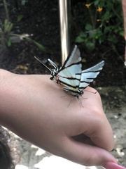 Protographium