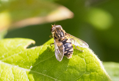 Parhelophilus rex