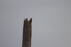 Orthopsittaca manilatus