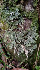 Pseudocyphellaria chloroleuca
