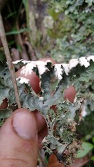 Pseudocyphellaria chloroleuca