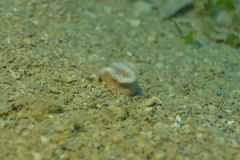 Heteropsammia cochlea