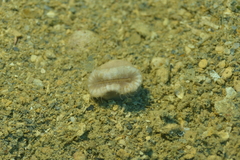 Heteropsammia cochlea