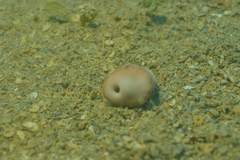 Heteropsammia cochlea