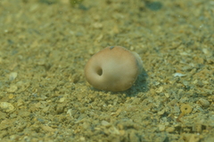 Heteropsammia cochlea